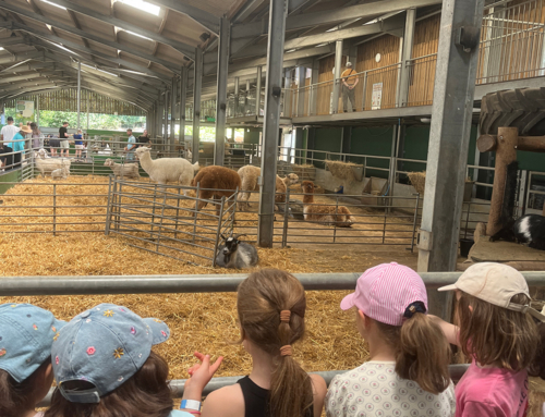 Year 2 Visit to Bocketts Farm