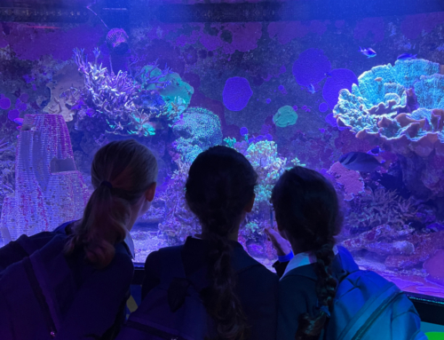 Year 3 trip to the Sea Life Aquarium
