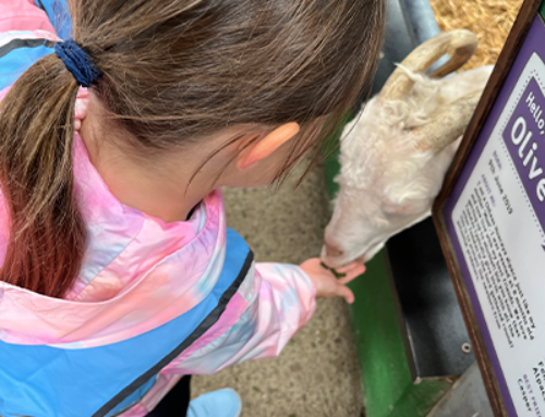 Reception Trip to Bocketts Farm